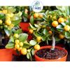 Erwon NPK For Lemon Fruits (200 gm fruit NPK) view 2