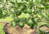 Erwon NPK For Lemon Fruits (200 gm fruit NPK) view 3