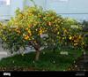 Erwon NPK For Lemon Fruits (200 gm fruit NPK) view 4