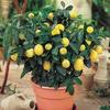 Erwon NPK For Citrus fruits ( 200 gm citrus fruits NPK ) view 2