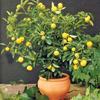 Erwon NPK For Citrus fruits ( 200 gm citrus fruits NPK ) view 3