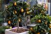Erwon NPK For Citrus fruits ( 200 gm citrus fruits NPK ) view 4