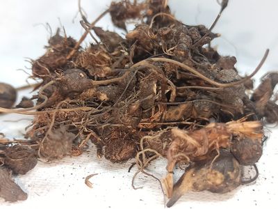 NATURALIFE'S-*KOORAIKILANGU*-NAGARMOTHA/KORAI KIZHANGU | CYPERUS ROTUNDUS | MUSTA HERB