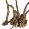 Hardia safed musli Shatavari kaunch beej ashwagandha gokhru akarkara 300gm combo pack 50gm each view 4
