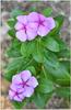 Sadabahar Flowers ( ,  ,  ,   ) 100g view 1