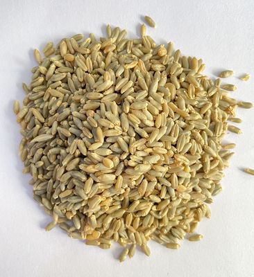 A D Food & Herbs Organic Blue Wheat/Gehu Edible Superfood Rich in Antioxidants (2 Kgs)
