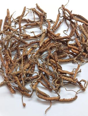 Keedajadi (Cordyceps) 5 Pieces Pure Himalayan Keedajadi Gel