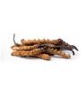 Keedajadi (Cordyceps) 5 Pieces Pure Himalayan Keedajadi Gel view 3