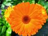 A D Food & Herbs Calendula Flower Powder Aromatic Edible for Homemade Lattes, Tea Blends, Bath Salts, Gifts, Crafts (50 Gms x pack of 4) view 3