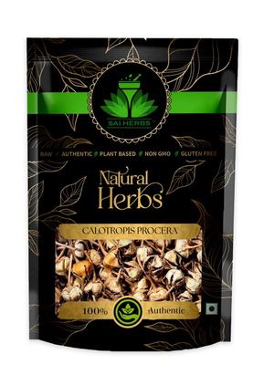 SAI HERBS Calotropis Procera - Apple of Sodom - Calotrope - Giant Milkweed - Madar - Pure & Natural (100 Grams)