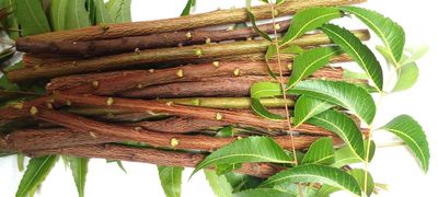 Li6 Fresh Ayurvedic Natural Organic Neem Datun Toothbrush Nim Tree Twigs Chew Sticks for Brushing Teeth Removes Bad Breath, Relieve Tooth Ache (9 inch) - Pack of 12 Pieces