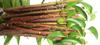 Li6  Fresh Ayurvedic Natural Organic Neem Datun Toothbrush Nim Tree Twigs Chew Sticks for Brushing Teeth Removes Bad Breath, Relieve Tooth Ache (9 inch) - Pack of 12 Pieces view 1