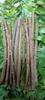 Li6  Fresh Ayurvedic Natural Organic Neem Datun Toothbrush Nim Tree Twigs Chew Sticks for Brushing Teeth Removes Bad Breath, Relieve Tooth Ache (9 inch) - Pack of 12 Pieces view 2