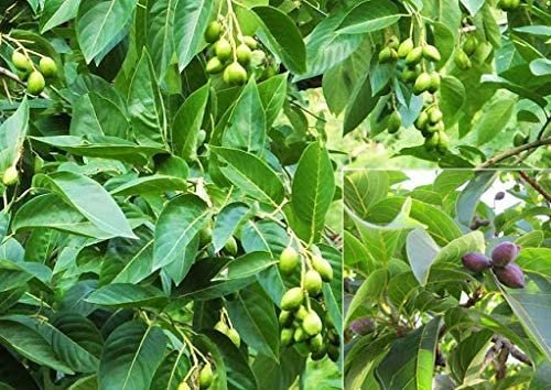 Linaa Live Haritaki Tree (kadukkai podi) Terminalia chebula Plant