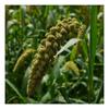 Foxtail Millet Sevai 200gm view 3