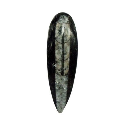 9Dzine Kuber Stone Original for Diwali Puja | Fossil Orthoceras Kuber Stone for Wealth, Prosperity & Success | Vastu Stone & Reiki Product (10-15 GM)