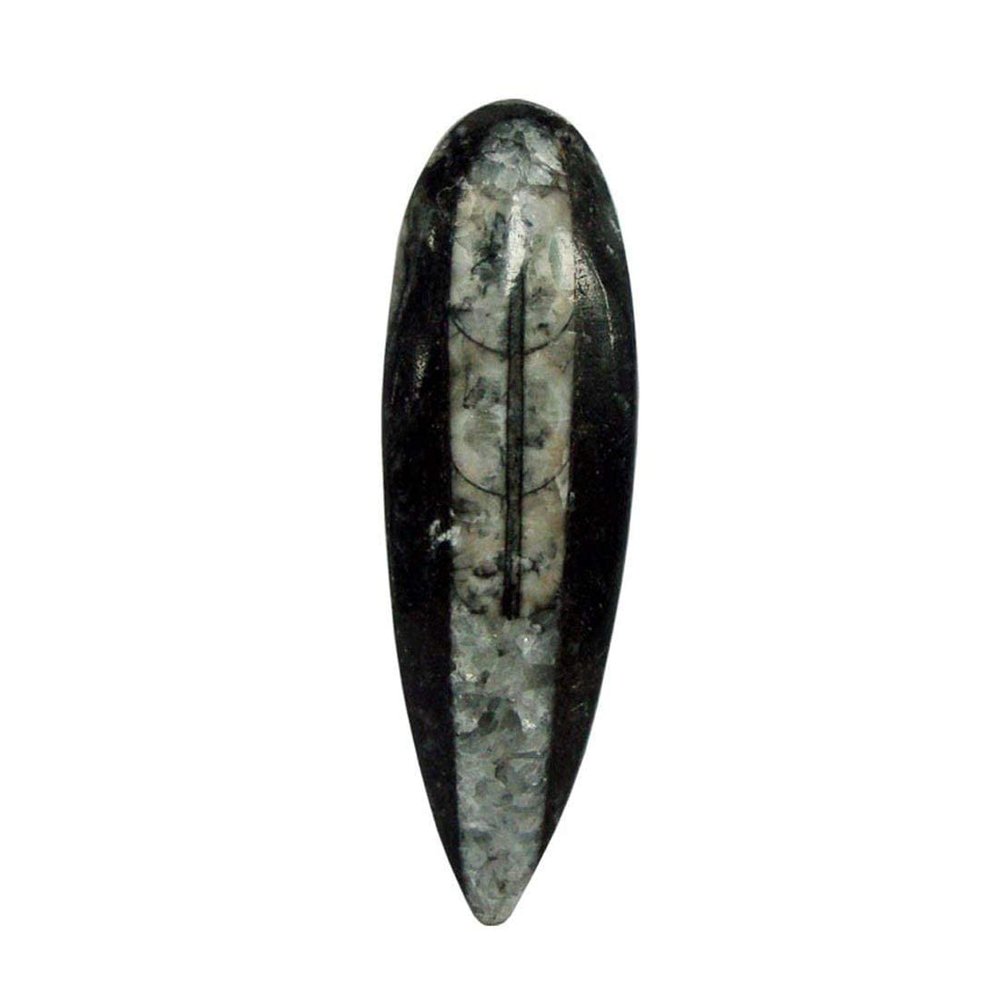 9Dzine Kuber Stone Original for Diwali Puja | Fossil Orthoceras Kuber Stone for Wealth, Prosperity & Success | Vastu Stone & Reiki Product (10-15 GM)