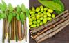 Fresh Organic Neem Datun Chew Sticks Neem Twigs for Better Tooth, Gems, Fresh Breath and Health/Neem Sticks/Vepa Pullalu /   - (50 Pc) view 4