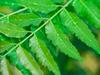 A D Food & Herbs Organic Dried Neem Leaves/Azadirachta Indica Leaves Herbal Ayurveda (20 Gms) view 4