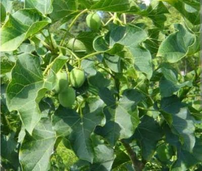 Jatropha curcas fresh leaves - 100 grams