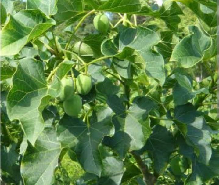 Jatropha curcas fresh leaves - 100 grams