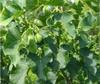 Jatropha curcas fresh leaves - 100 grams view 1