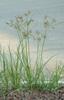 Xetomos Nagar Motha Essential Oil 30 ml Cyperus rotundus,Common Nut Sedge, coco grass, nutgrass, purple nutsedge, Keyabon, Bara-nagar-motha, Korehi-jhar, Motha, Kodanaari, Muste, Megh view 2