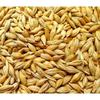 Awadh- Organic Whole Grain Barley Seeds 900g |Sabut Jau | Puja Jau | Havan Jao | Pooja Jao | Sabut Jau | Jau for Kalash | Desi Jau From Holy Land Ayodhya view 2