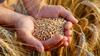 Awadh- Organic Whole Grain Barley Seeds 900g |Sabut Jau | Puja Jau | Havan Jao | Pooja Jao | Sabut Jau | Jau for Kalash | Desi Jau From Holy Land Ayodhya view 3