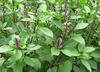 EasySeeds Shyama Tulsi, Holy Tulsi, Krishna Tulsi, Tulsi, Holy Basil, Ocimum tenuiflorum Seeds Pack of (400 Seeds) view 4