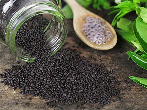 EasySeeds Shyama Tulsi, Holy Tulsi, Krishna Tulsi, Tulsi, Holy Basil, Ocimum tenuiflorum Seeds Pack of (500 Seeds)