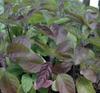 EasySeeds Shyama Tulsi, Holy Tulsi, Krishna Tulsi, Tulsi, Holy Basil, Ocimum tenuiflorum Seeds Pack of (500 Seeds) view 2