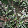 EasySeeds Shyama Tulsi, Holy Tulsi, Krishna Tulsi, Tulsi, Holy Basil, Ocimum tenuiflorum Seeds Pack of (500 Seeds) view 3