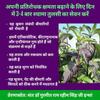 EasySeeds Shyama Tulsi, Holy Tulsi, Krishna Tulsi, Tulsi, Holy Basil, Ocimum tenuiflorum Seeds Pack of (500 Seeds) view 4