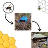 Indic Organics Small Stingless Bee Raw Honey from Western Ghats | Wild-Flower, Unprocessed, Unheated & Unpasteurized | Produced by Small Stingless Bees | Cheruthen Honey (Small Stingless Bee Honey, 320 Gm) view 3
