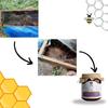 Indic Organics Small Stingless Bee Raw Honey from Western Ghats | Wild-Flower, Unprocessed, Unheated & Unpasteurized | Produced by Small Stingless Bees | Cheruthen Honey (Small Stingless Bee Honey, 320 Gm) view 4