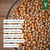 Trinetra Popcorn Kernels | Makka for Homemade Popcorn | 5kg view 3