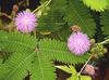 3V PRODUCTS Thotta Sinungi Powder 300g | Mimosa Pudica | Chuimui Powder (Pack of 3x100g) view 4