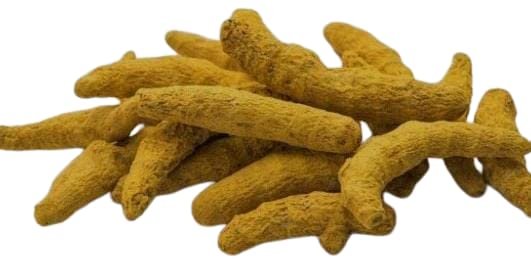 A1 Grade Haldi Ki Ganth,Raw Turmeric Yellow(11 Pc) For pooja,Vivah,Yagyopavit With 1 Assured Gift