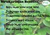MALA : Sirukurinjan Powder | Gurmar powder | Gymnema Sylvestre | Shardunika powder - 250 G view 2