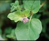 3V PRODUCTS Mookirattai Powder - Punarnava100g (Pack of 1) view 4