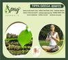 Spag Herbals tinospora cordifolia guduchi giloy amritaballi powder 150 g view 4