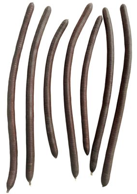 RUKDA Amaltas Phali - Cassia Fistula Pods - Pudding Pipe Fali (500 gm)