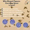 BHOPAL PIGEONS Carnilivo Boost Liver Tonic With Carnitine 1L For Pigeons Health view 3
