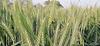 Awadh Organic Whole Wheat Gehu,Wheat Whole Premium 20Kgs Bag,(Sabut Gehu/Gehoo/Genhu)Godhumai Godhambu Godhumalu Godhi Gehun Gom Ghau Govagahu Gahama(20) view 4