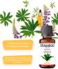 La Aromatic Kewra Flavour Culinary Essence-30 ml -Pack of 5 view 4