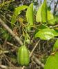 3V PRODUCTS Eswaramooli Powder | Garudakkodi | Aristolochia indica 50g view 2