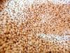 Sish Desi 115gm Bengali Khoi For Healthy Snack and Diwali Pooja Prasad - Urea Free, Ammonia Free, No Added Sugar Puffed Rice Khoi/Kheel/Khil/Khai/Khay view 4