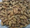AYURVEDIC ZONE Badi Harad Whole and powder | peeli harad | Aralu | Inknut | Haritaki | Kadukkai - Harar - Terminalia Chebula - Karakkaya (Whole,500 gm) view 3