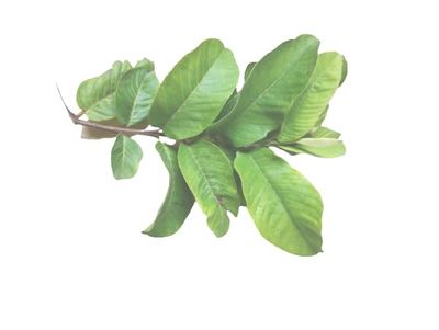 Aadityaa's Natural Guave Leaf / Amood Plant Leaf, Teeth and Mouth Freshner Exclusive Large Size, Shortened & Fresh Green Leaves, Improve Oral Health, Stop Bad Breath, Tooth Deckay, Increase Taste of Mouth, Pack Of 500gm.